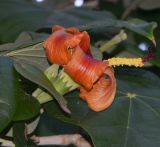 Hibiscus elatus