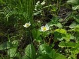 Fragaria viridis