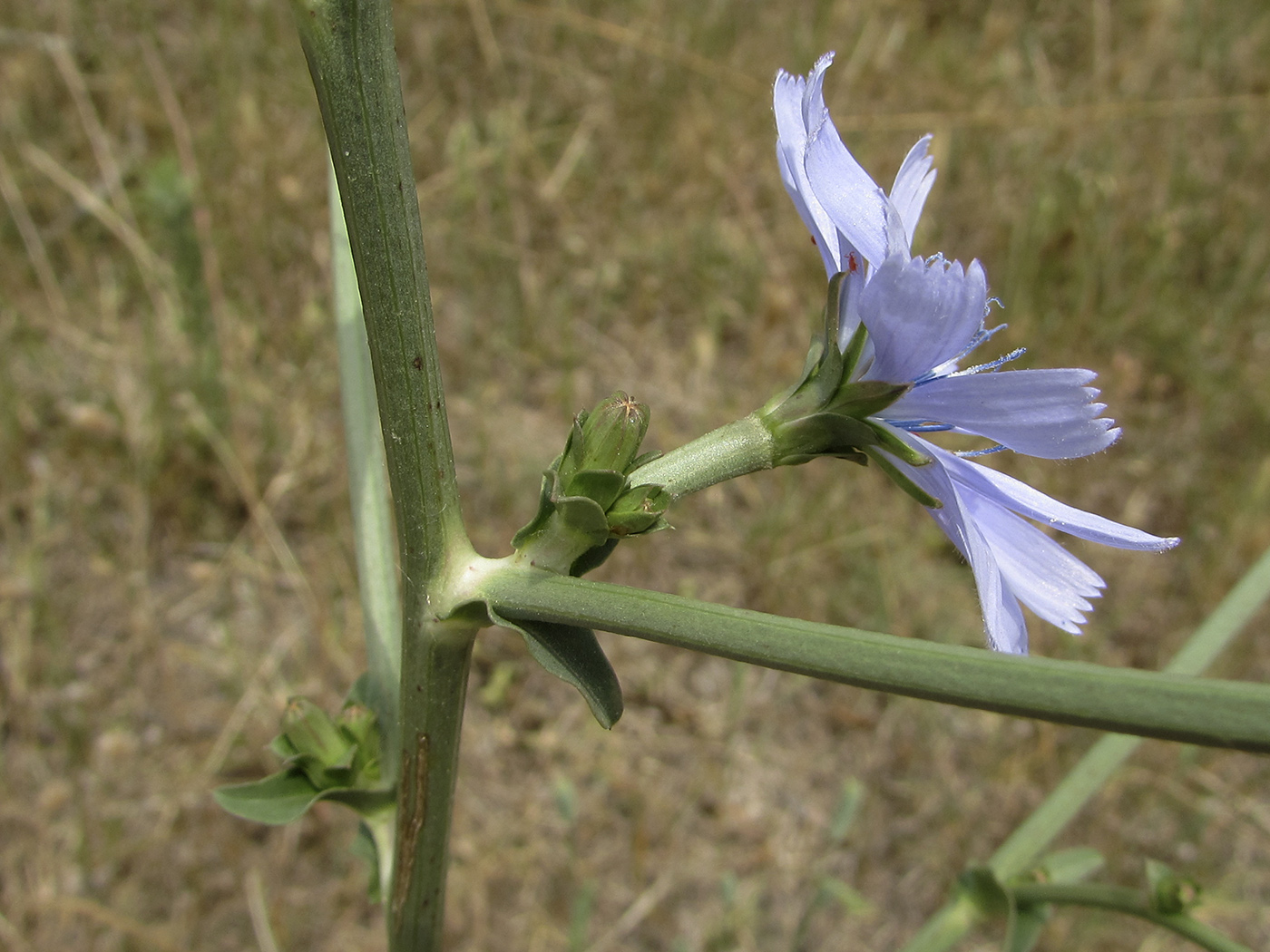 Изображение особи Cichorium intybus.