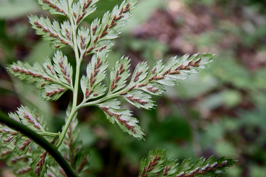 Изображение особи Asplenium adiantum-nigrum.