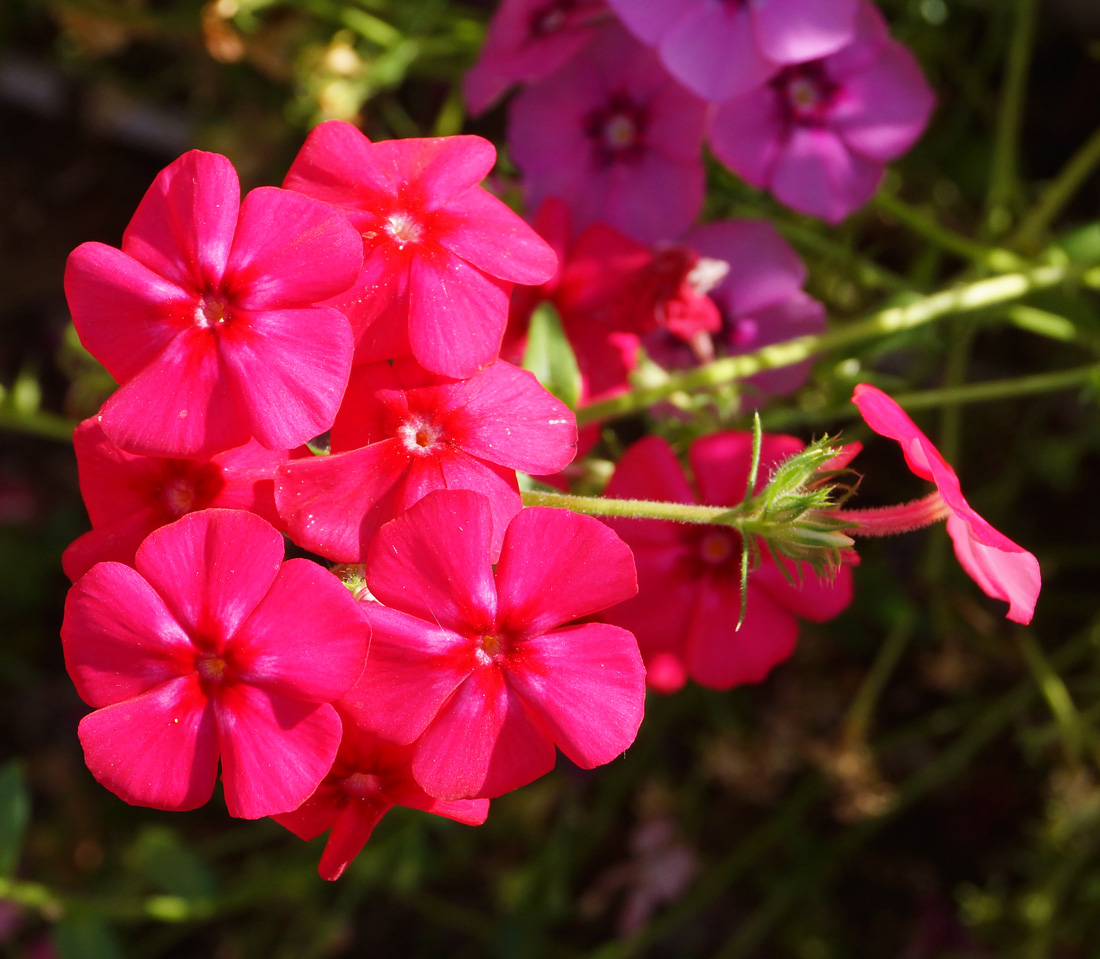 Изображение особи Phlox drummondii.