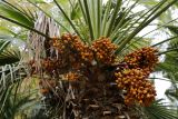 Chamaerops humilis