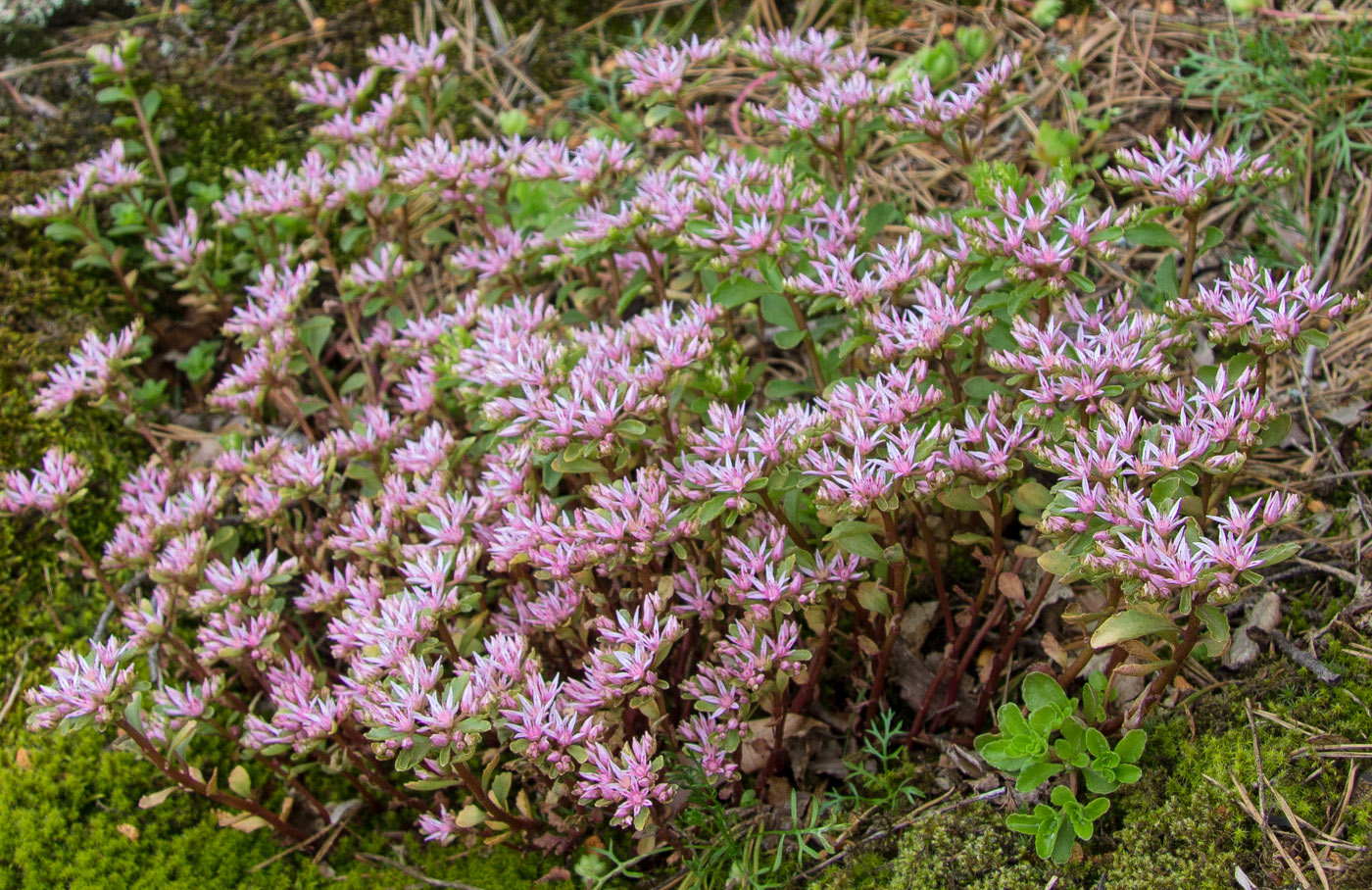 Изображение особи Sedum spurium.