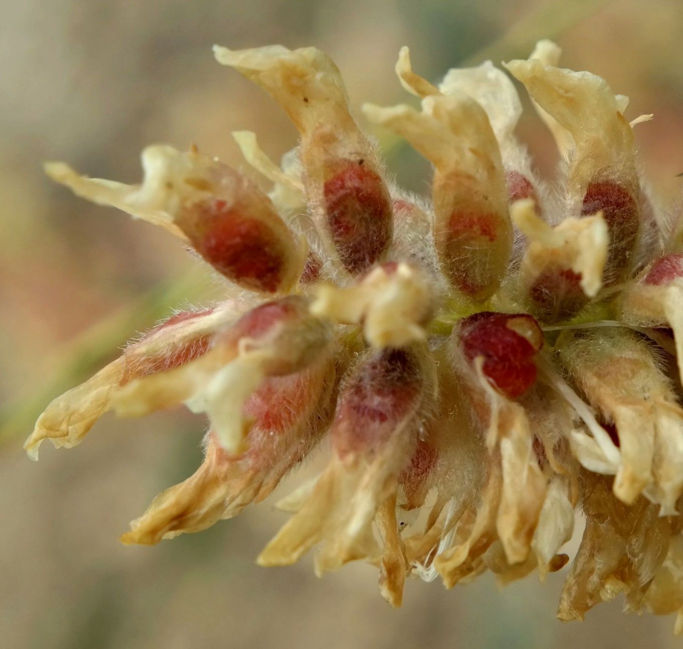 Изображение особи Astragalus ponticus.