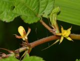 genus Corchorus. Часть стебля с цветками. Таиланд, о-в Пхукет, курорт Ката, край леса у дороги вдоль канала. 12.01.2017.