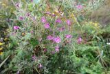 Epilobium villosum. Цветущее растение. Крым, Севастополь, с. Андреевка, морской пляж, глина. 10.09.2017.