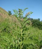 Glycyrrhiza glabra. Верхушка цветущего растения. Краснодарский край, г. Усть-Лабинск, склон правого берега Кубани. 26.06.2017.