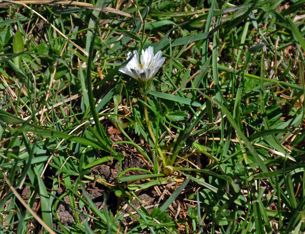 Изображение особи Taraxacum leucanthum.