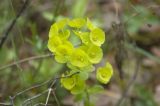 Euphorbia amygdaloides. Соцветие. Крым, Бахчисарайский р-н, окр. пещерного г. Эски-Кермен, лес по дороге к пещерному монастырю Шулдан. 04.05.2009.