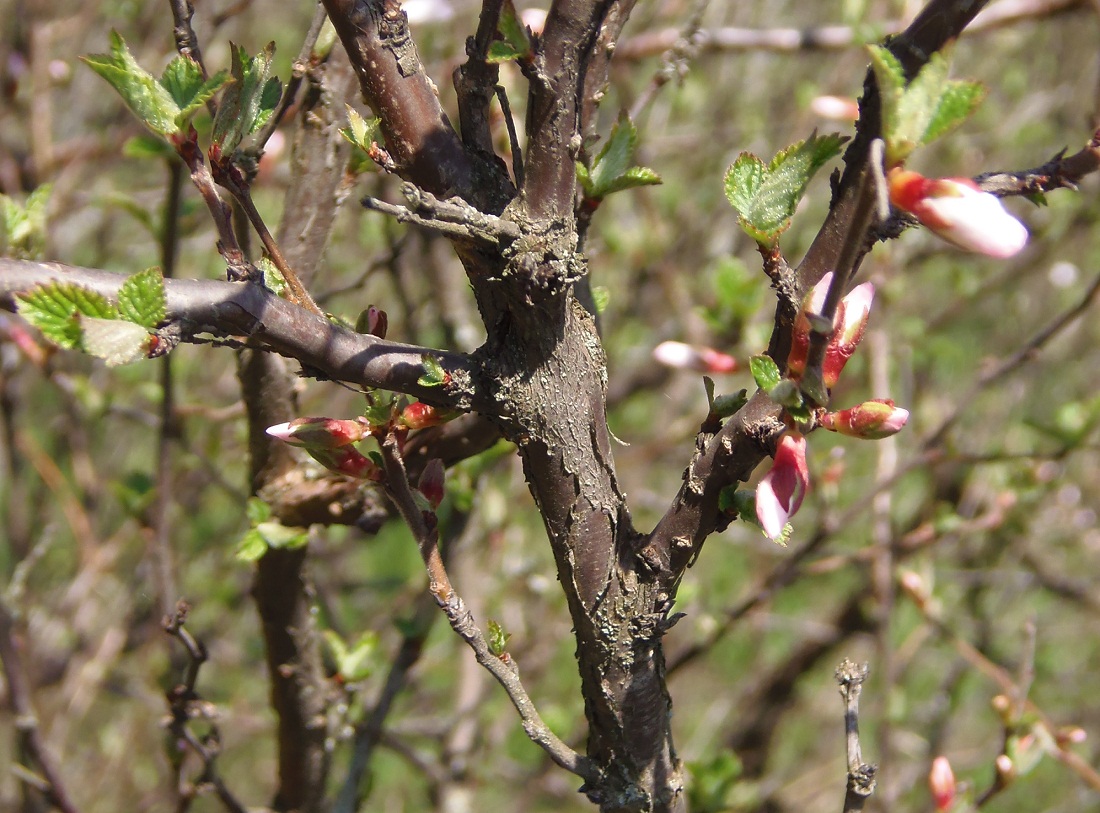 Изображение особи Cerasus tomentosa.