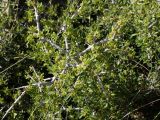 Rhamnus подвид oleoides