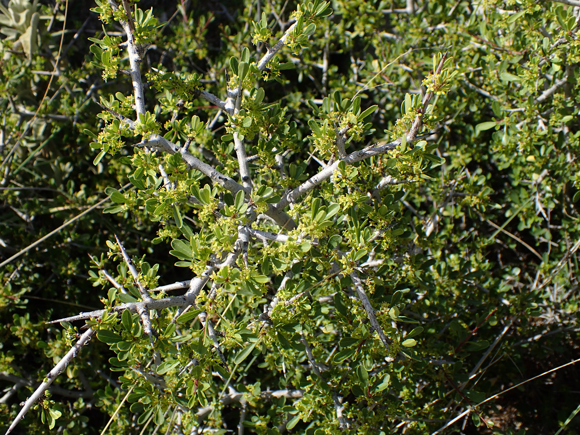 Изображение особи Rhamnus lycioides ssp. oleoides.