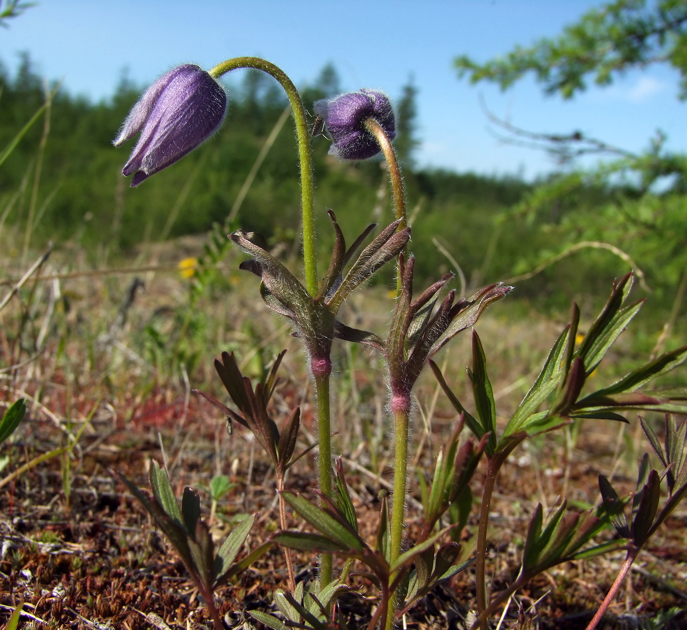 Image of Pulsatilla dahurica specimen.