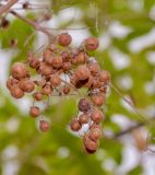 Lawsonia inermis