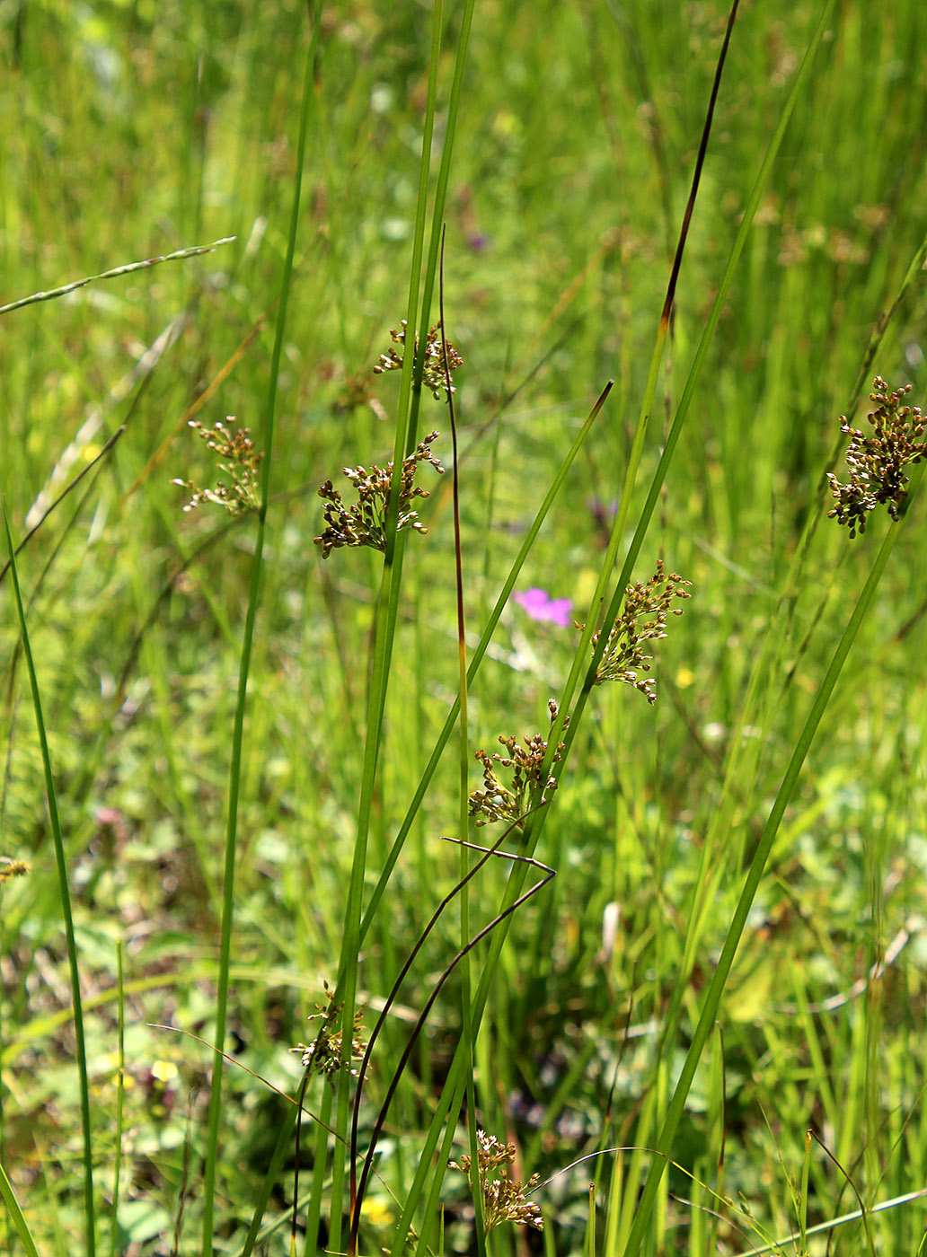 Изображение особи Juncus effusus.