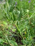 Nepeta mariae