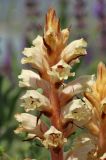 Orobanche alba. Соцветие с гусеницей голубянки. Крым, Симферопольский р-н, окр. с. Перевальное, ур. Аян, луговая степь (предположительно паразитирует на Salvia tesquicola). 18 июня 2020 г.