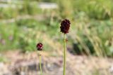 Sanguisorba officinalis