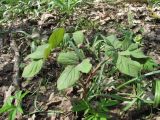 Paeonia caucasica