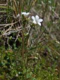 Saxifraga radiata. Верхушки цветущих побегов. Магаданская обл., Ольский р-н, окр. пгт Ола, бассейн р. Ола, р. Угликан, моховая подушка у воды, в сообществе с Chrysosplenium tetrandrum. 28.06.2021.