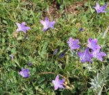 Campanula tridentata