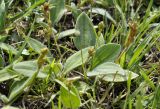 Plantago camtschatica