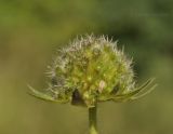 Knautia arvensis