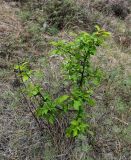 Rhamnus cathartica. Вегетирующее растение в сообществе с Artemisia и Poaceae. Хакасия, Бейский р-н, высокий берег р. Абакан, степной склон. 12.06.2022.