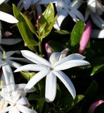 Jasminum multipartitum