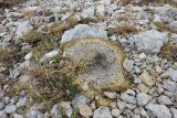 Gypsophila tenuifolia. Деградирующее растение на туристской тропе. Адыгея, Кавказский биосферный заповедник, северо-восточный склон горы Оштен, ≈ 2500 м н.у.м. 16.09.2023.