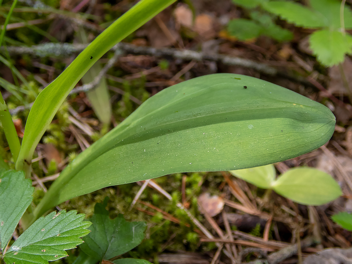 Изображение особи Dactylorhiza fuchsii.