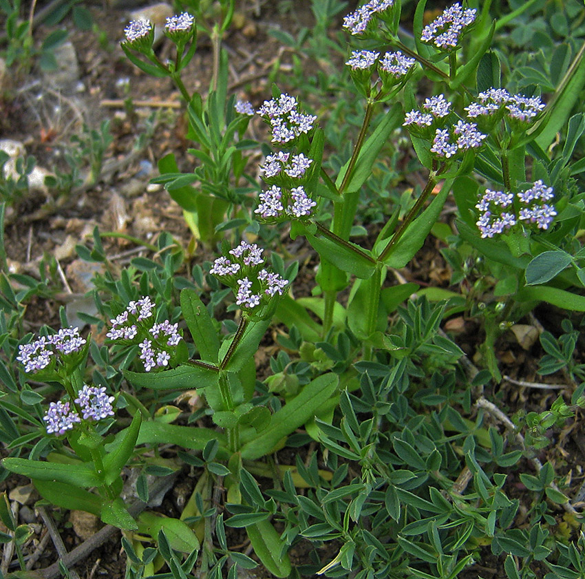 Изображение особи Valerianella turgida.