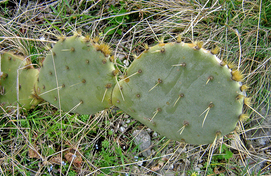 Изображение особи род Opuntia.
