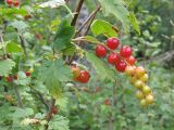 Ribes alpinum