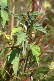 Althaea officinalis. Верхушка плодоносящего растения. Республика Татарстан, национальный парк \"Нижняя Кама\", Елабужские луга. 29.08.2011.