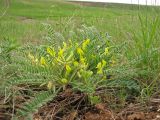 Astragalus henningii