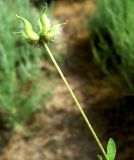 Astragalus filicaulis