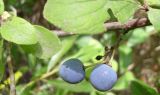 Prunus stepposa. Часть веточки с плодами. Украина, Днепропетровск. 16.07.2008.