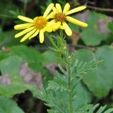 Senecio argunensis