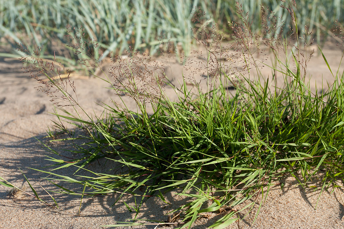 Изображение особи Agrostis stolonifera.