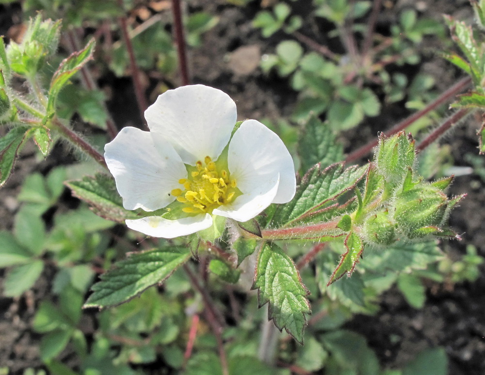 Изображение особи Potentilla inquinans.