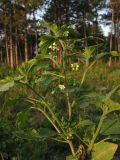 Solanum nigrum ssp. schultesii