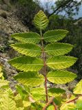 Rhus coriaria