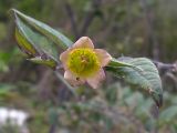 Atropa caucasica