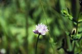 Allium schoenoprasoides