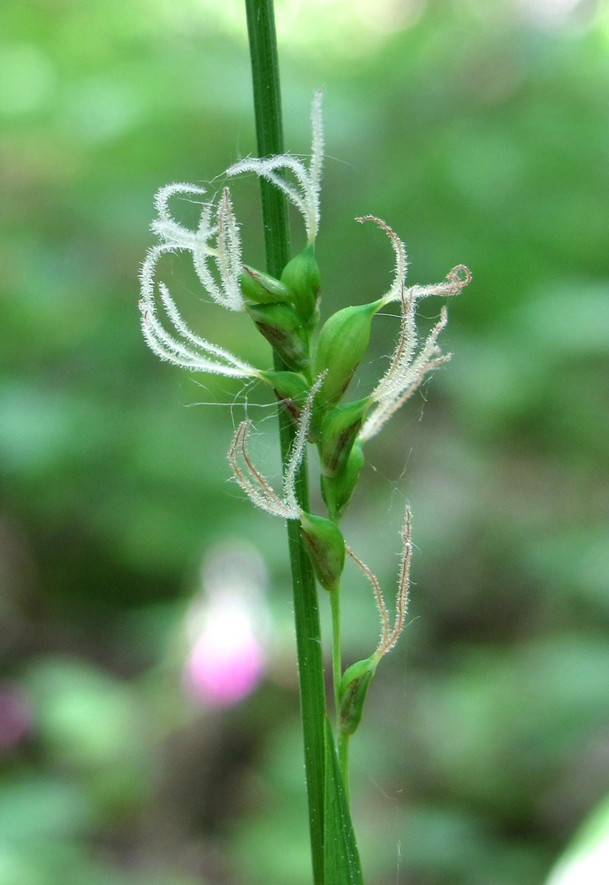 Изображение особи Carex vaginata.