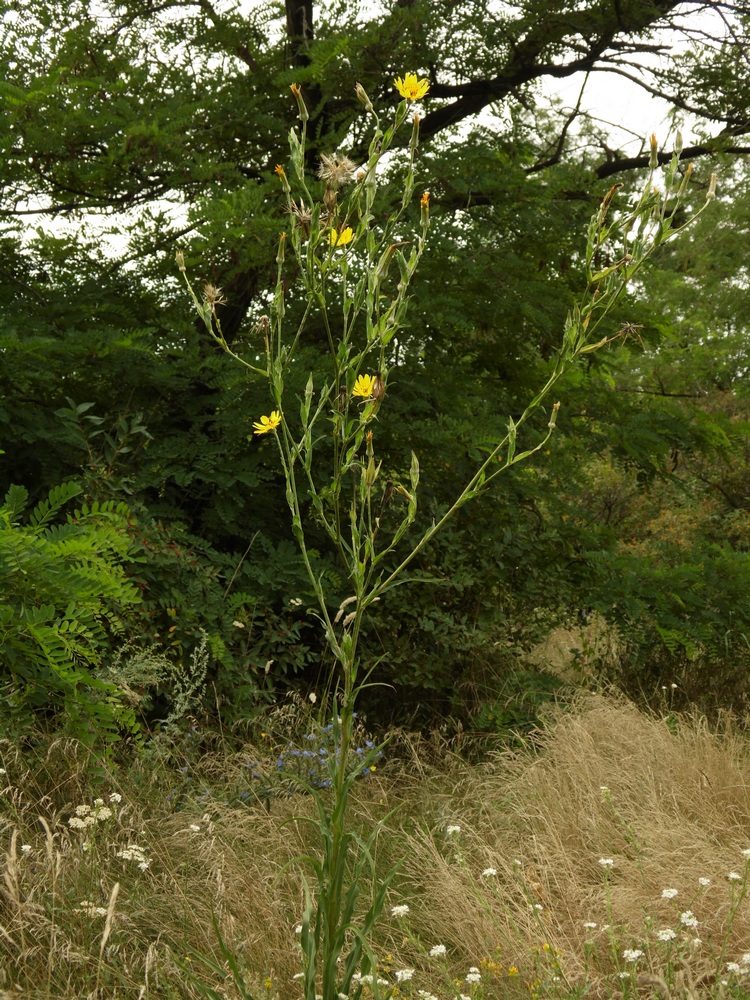 Изображение особи Tragopogon dasyrhynchus.