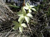 Gentiana oschtenica