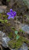 Campanula dasyantha. Цветущее растение. Бурятия, Байкальский заповедник, верхняя часть северного склона хр. Хамар-Дабан, окр. научного стационара \"Чум\", курумник в подгольцовье. 29.07.2012.