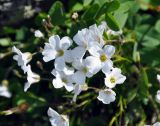 Minuartia arctica